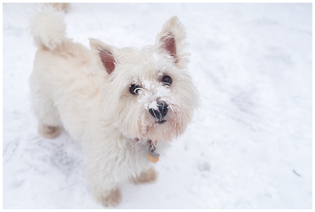 Molly the Yorkshire terrier with snow on her face